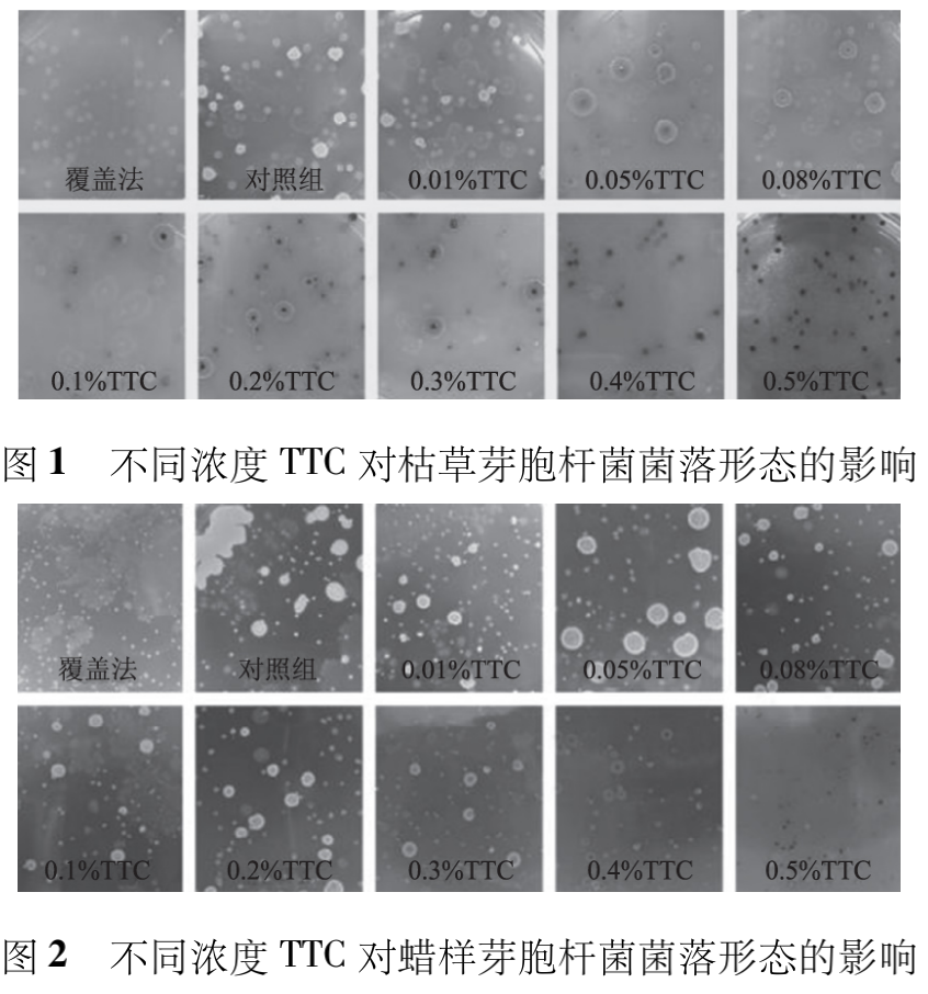 不同濃度 TTC 對枯草芽胞桿菌和蠟樣芽胞桿菌菌落形態的影響