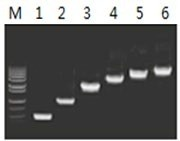 50μl 擴增體系中，以 5ng λDNA 為模板，對 500bp~6.0kb 的擴增結果
