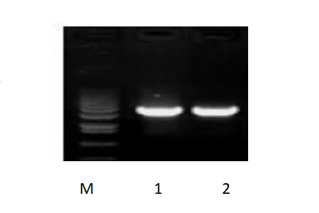 50μl 擴(kuò)增體系，以 50ng 人基因組DNA 為模板，對(duì) 3kb 片段擴(kuò)增結(jié)果。