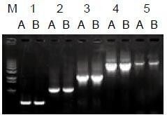 使用普通（A組）及含染料（B組）的2×Taq Master Mix配制的50μl擴(kuò)增體系，以5ng λDNA為模板， 對(duì)500bp～6.0kb片段的擴(kuò)增結(jié)果