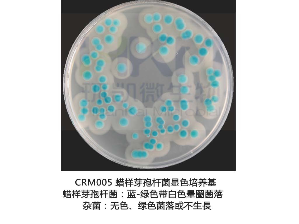 蠟樣芽孢桿菌第二代顯色培養基