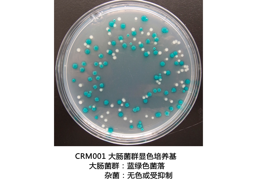 大腸菌群大腸桿菌顯色培養基