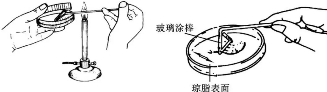 涂布平板分離法
