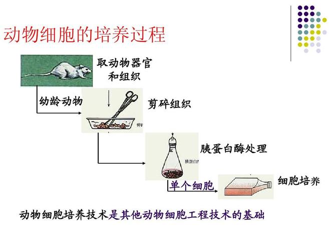 動物細胞培養過程