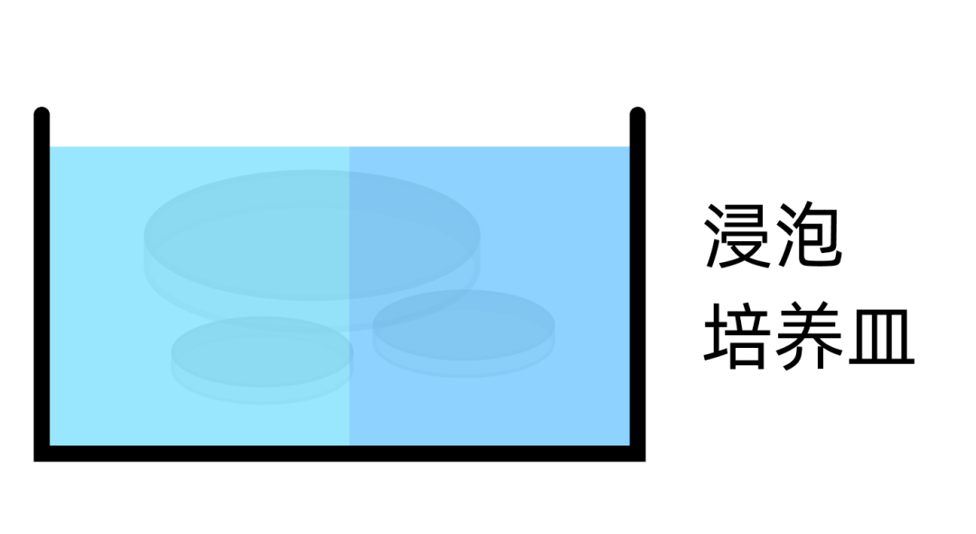 浸泡培養皿