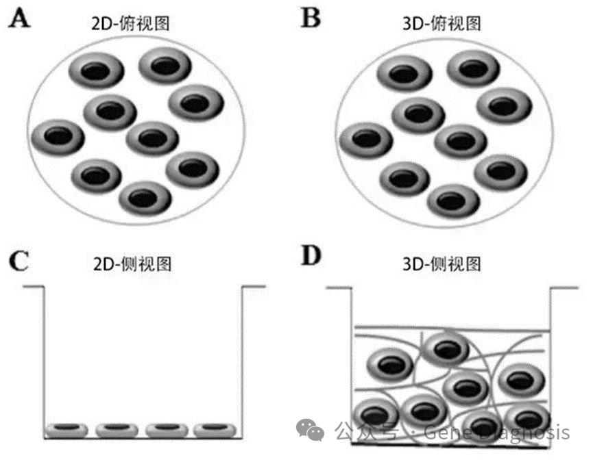 2D和3D細胞培養的區別