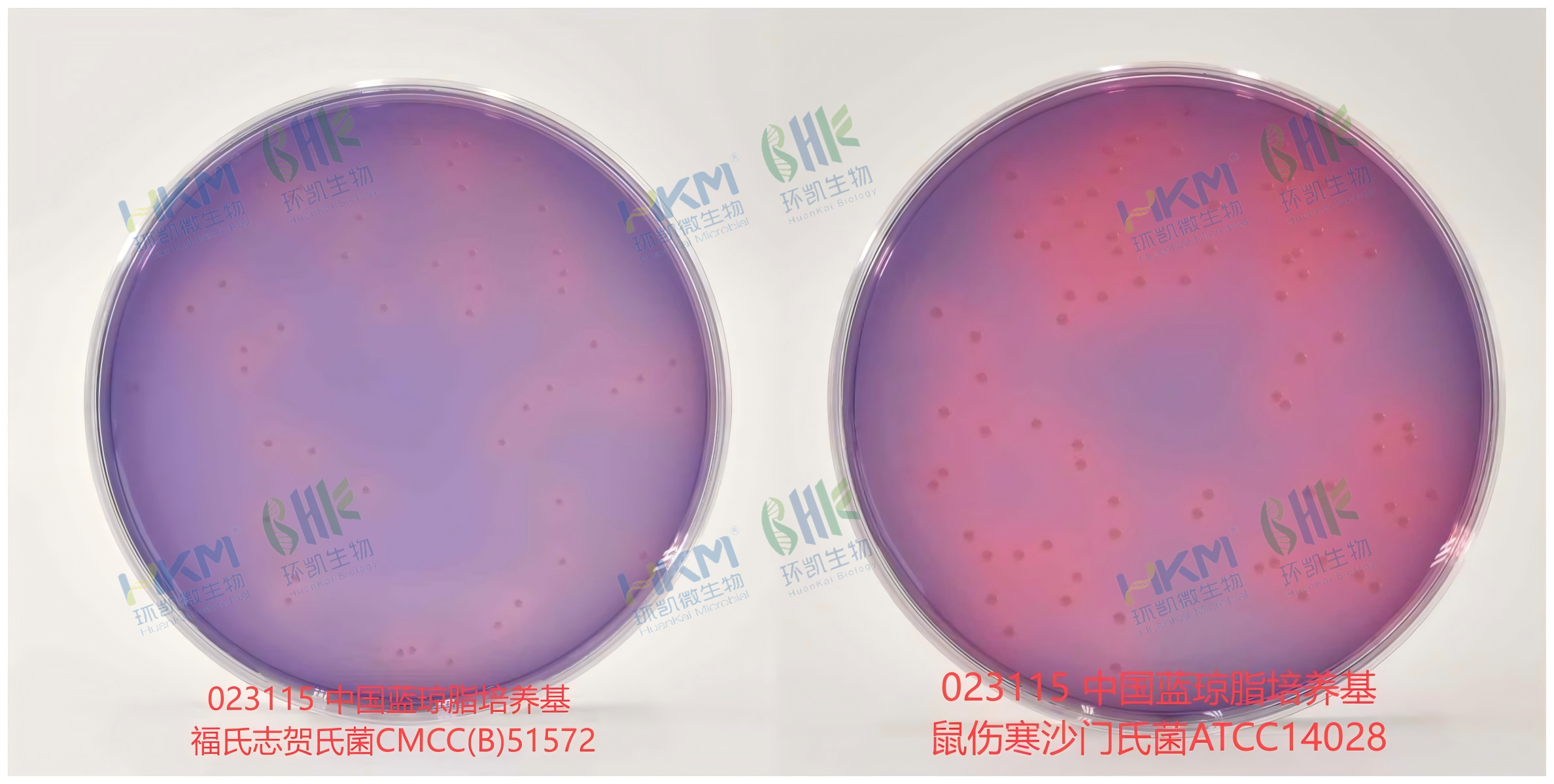 中國藍瓊脂培養基 中 福氏志賀氏菌CMCC(B)51572 特征反應 + 鼠傷寒沙門氏菌ATCC14028 特征反應
